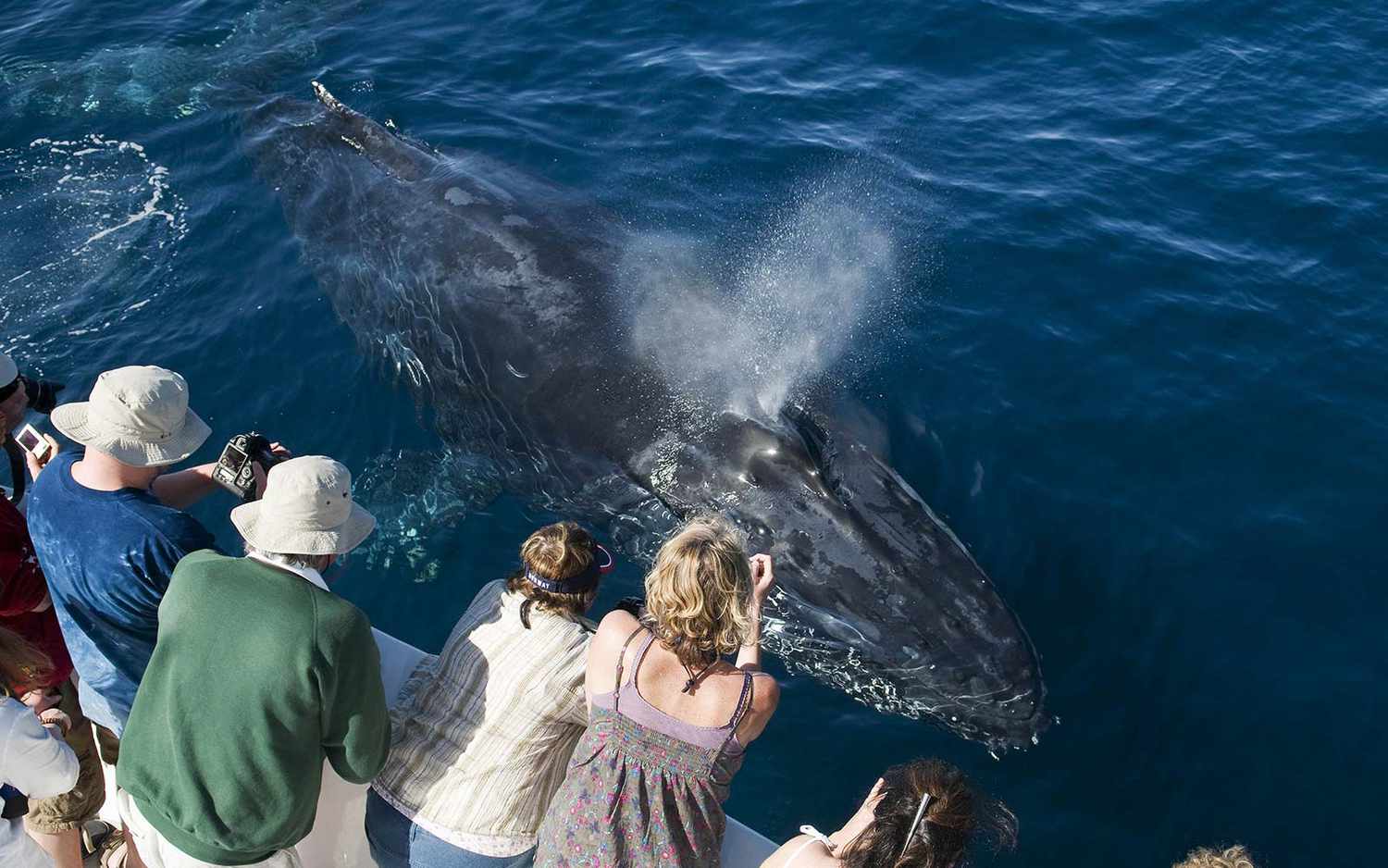Whale Watching